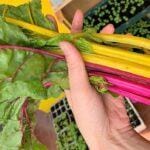 verdure biologiche azienda agricola sativus