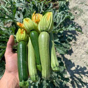 vendita zucchini cuneo azienda sativus