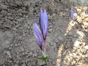 come raccogliere zafferano essiccare zafferano