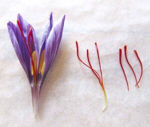 essiccare zafferano essiccatore