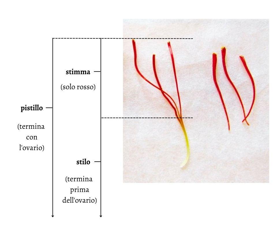 pistilli-stimmi-stigmi-di-zafferano-crocus-sativus