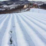 coltivare bulbi di zafferano meteo neve pioggia grandine azienda agricola sativus piemonte cn