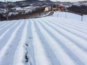 coltivare bulbi di zafferano meteo neve pioggia grandine azienda agricola sativus piemonte cn