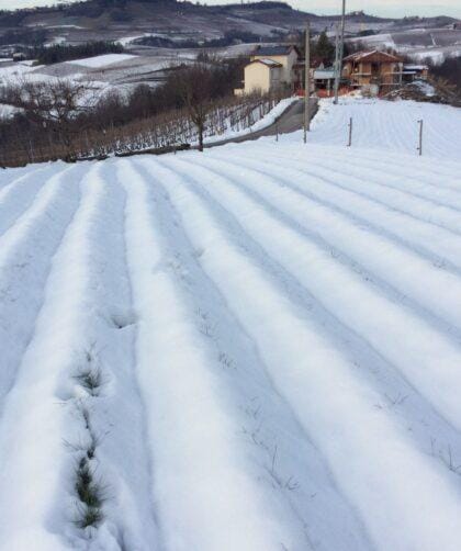 coltivare bulbi di zafferano meteo neve pioggia grandine azienda agricola sativus piemonte cn