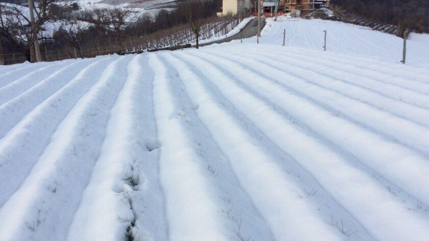 coltivare bulbi di zafferano meteo neve pioggia grandine azienda agricola sativus piemonte cn