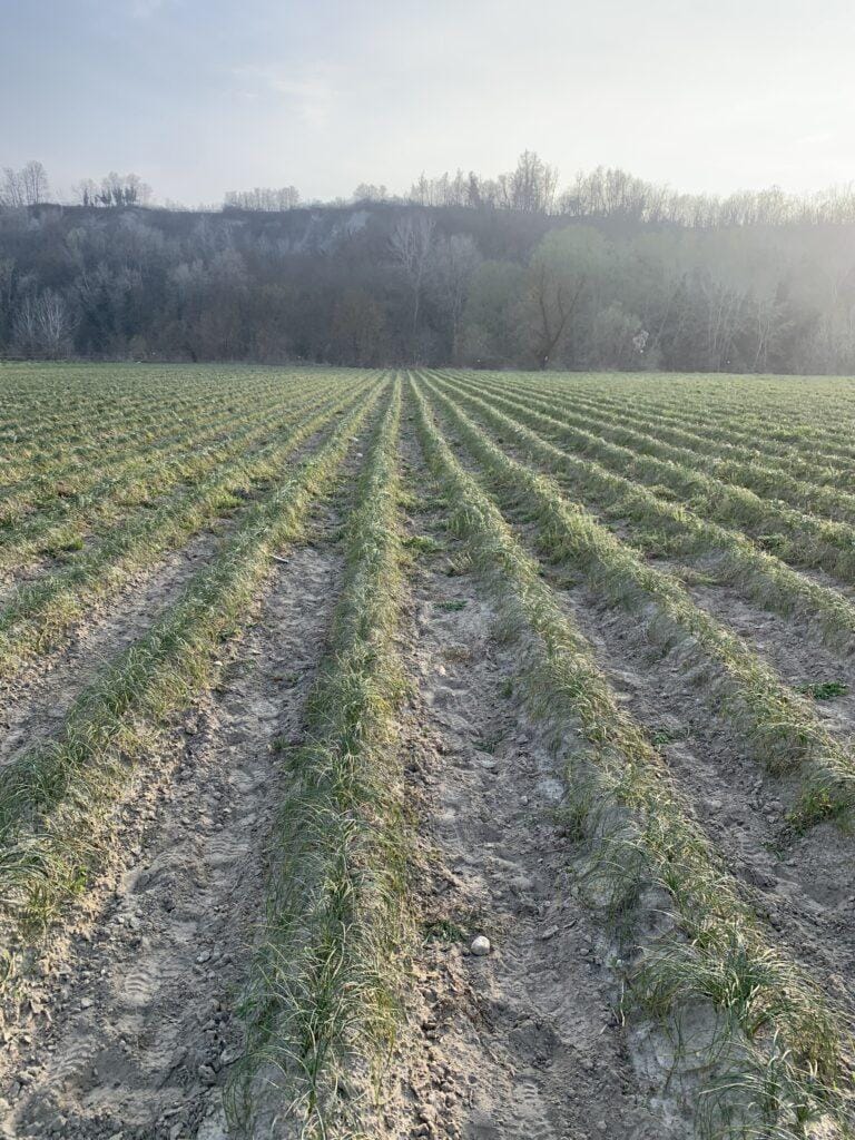 100 Bulbi Di Zafferano Bio Da Agerola - Ottima Produzione E Fioritura Autunnale