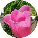 Barbara Falchero profile picture