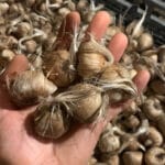 bulbi-di-zafferano-biologici