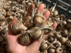 bulbi-di-zafferano-biologici