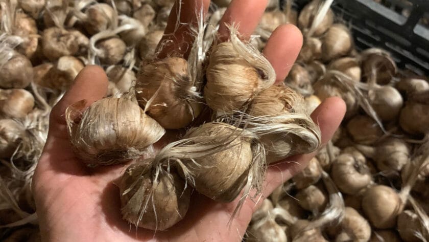 bulbi-di-zafferano-biologici