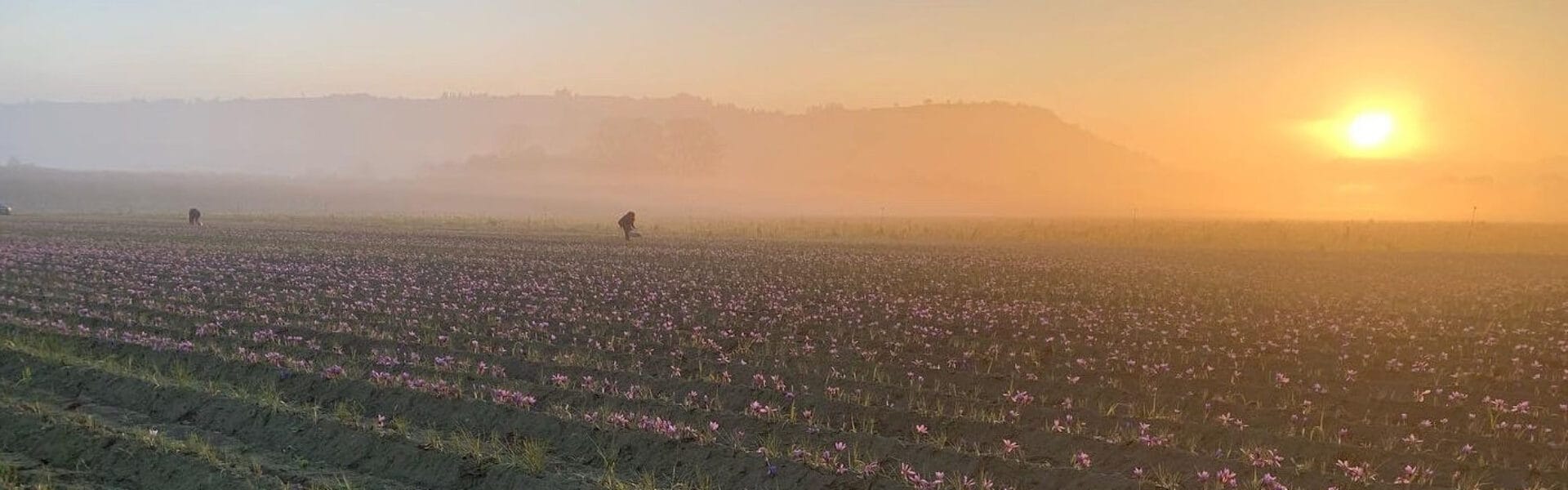 Sativus - vendita zafferano